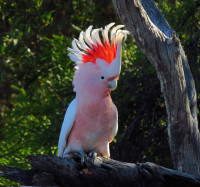 Eyre Bird Observatory